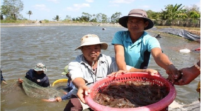 Dịch bệnh thủy sản: vì sao bùng phát mạnh?