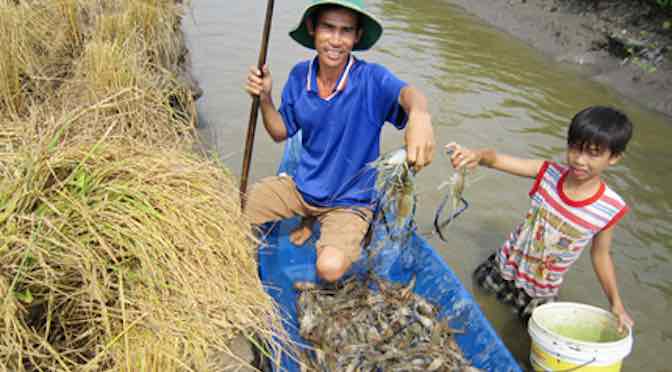 Bền vững con tôm – cây lúa