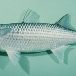 Kỹ thuật nuôi cá đối mục thương phẩm trong ao đất