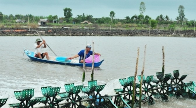 Đừng để người nuôi tôm “tự bơi”…