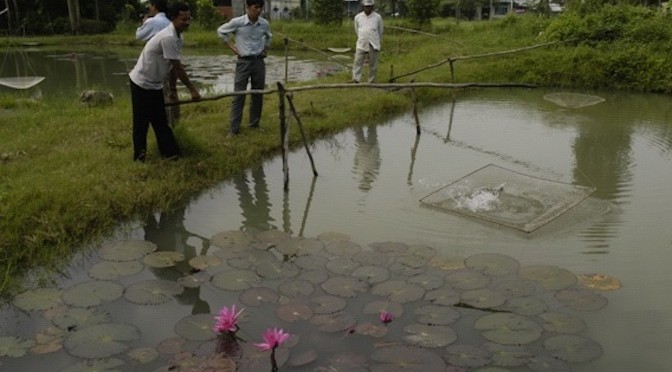 Kinh nghiệm nuôi cá bống tượng