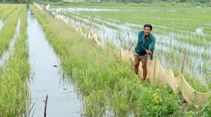 Kỹ thuật nuôi cá trong ruộng lúa