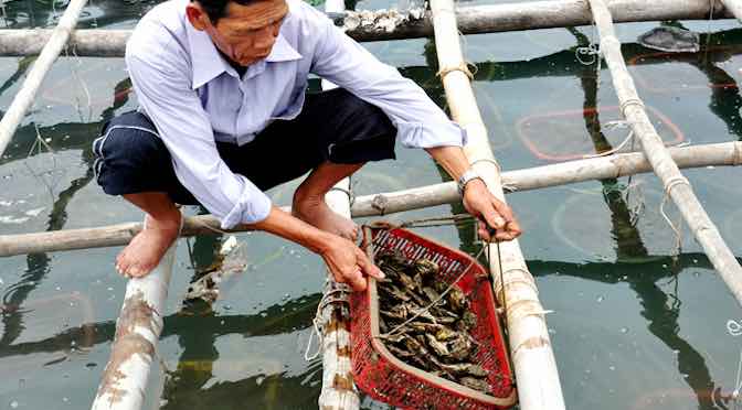 Kỹ thuật nuôi hàu thương phẩm