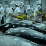 Nhiều lo ngại cho xuất khẩu cá ngừ