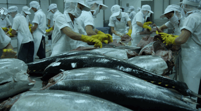 Nhiều lo ngại cho xuất khẩu cá ngừ