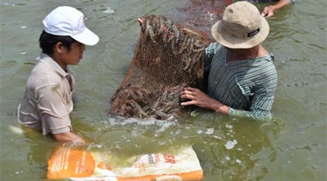 Bảo vệ môi trường để phát triển bền vững vùng nuôi thủy sản