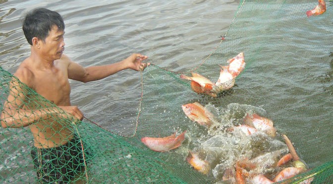 Bệnh thường gặp trên cá điêu hồng và cách phòng trị