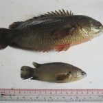 Kết quả nghiên cứu đặc điểm sinh học và di truyền của cá rô đầu vuông và cá rô đồng