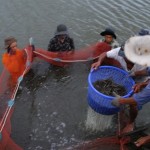 Canh cánh lo tôm “dính” Oxytetracyline