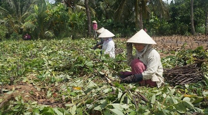 Cây thuốc cá hồi sinh