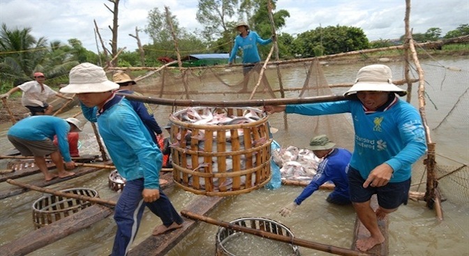 Công khai cơ sở nuôi, chế biến cá tra làm sai