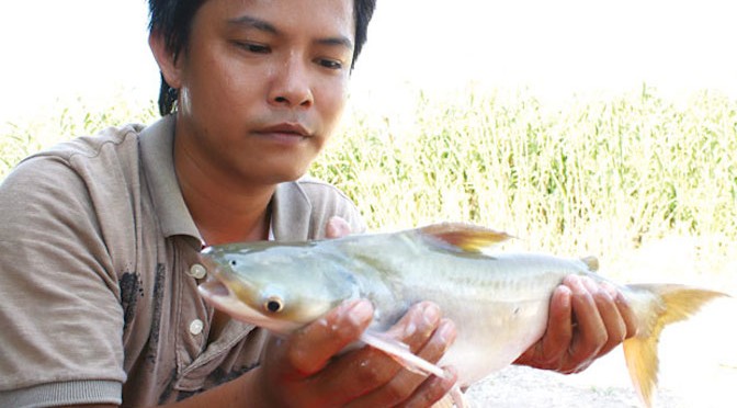 “Đăng liều” thành đạt nhờ “lao” theo cá bông lau