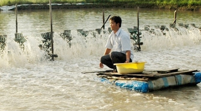 Để nuôi tôm công nghiệp đạt hiệu quả