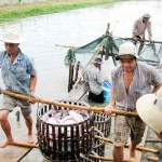 Kinh nghiệm nuôi cá tra sạch, giảm giá thành