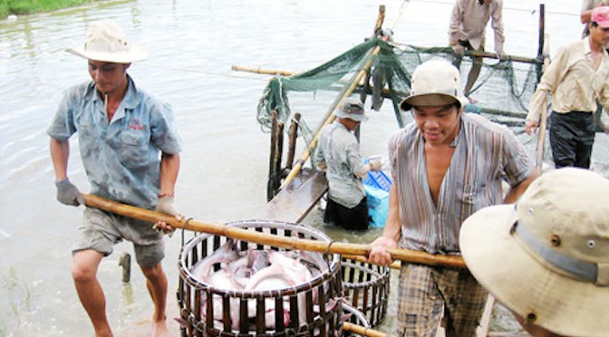 Kinh nghiệm nuôi cá tra sạch, giảm giá thành