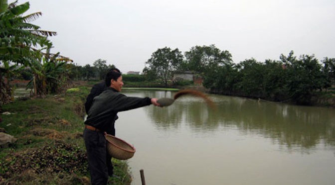 Kỹ thuật cho cá chép đẻ tự nhiên trong ao