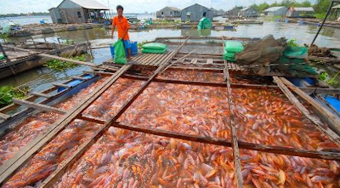 Kỹ thuật nuôi cá Điêu Hồng