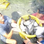 Kỹ thuật nuôi cá thát lát cườm thương phẩm