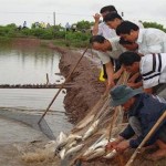 Kỹ thuật nuôi thương phẩm cá chẽm trong ao