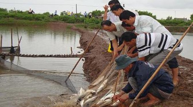 Kỹ thuật nuôi thương phẩm cá chẽm trong ao