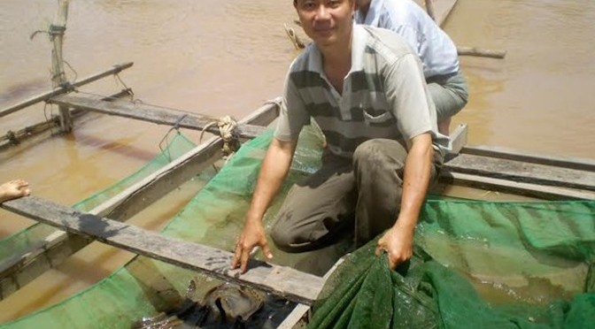 Làm giàu từ nuôi cá chạch lấu sát biên giới Campuchia