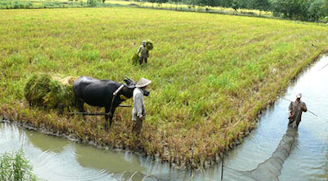 Luân canh tôm – lúa mang lại hiệu quả kinh tế ổn định