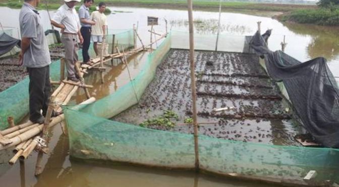 Thử nghiệm mô hình nuôi ếch Thái Lan thương phẩm công nghệ mới