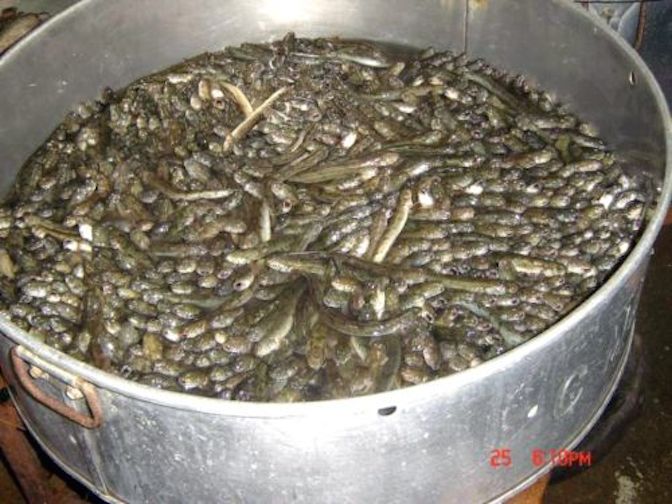 Nuôi lươn đồng trong can nhựa  mô hình độc nhất miền Tây