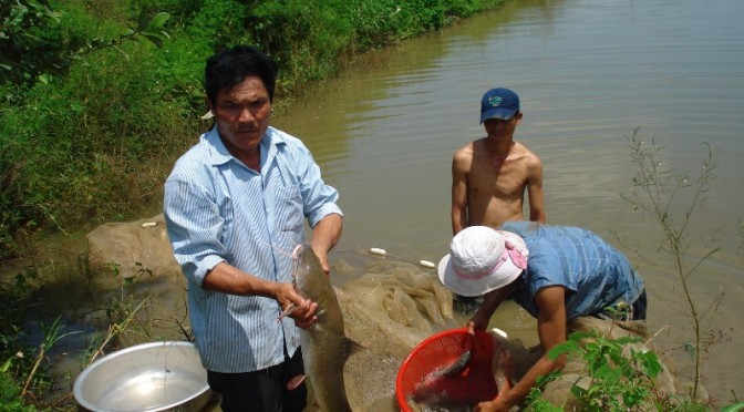 Nguồn cá đặc sản đang cạn kiệt