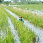 Nuôi cá trong ruộng