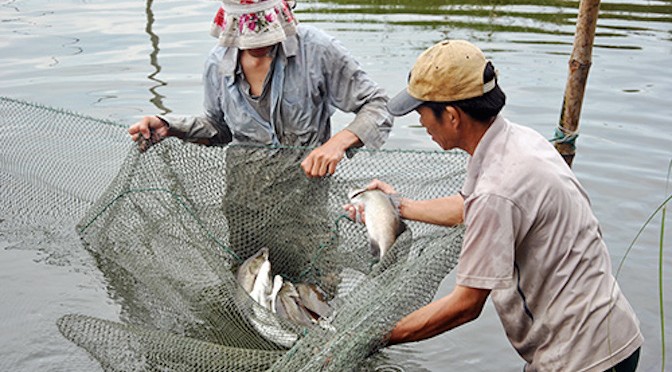 Phòng trị một số bệnh thường gặp trên cá chẽm nuôi thâm canh