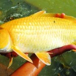 Phòng và trị bệnh kênh mang ở cá chép