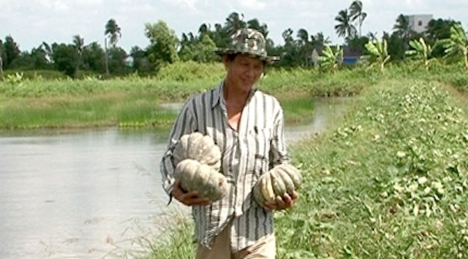 Trồng rau màu trên bờ ao nuôi tôm