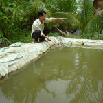 Kỹ thuật ương tôm càng xanh trong ao nổi lót bạt