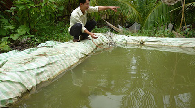 Kỹ thuật ương tôm càng xanh trong ao nổi lót bạt