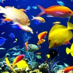 10 loài cá cảnh đắt nhất thế giới