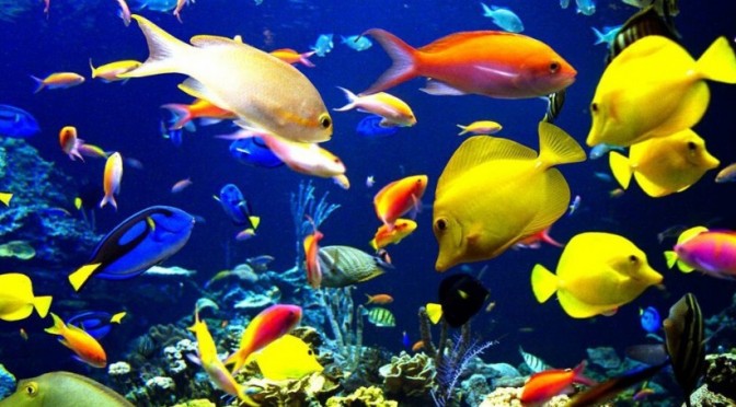 10 loài cá cảnh đắt nhất thế giới