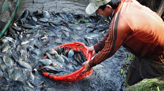 An Giang: Hiệu quả từ mô hình nuôi cá sặc rằn