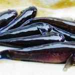 Cách điều trị bệnh lở loét trên thân cá bống bớp