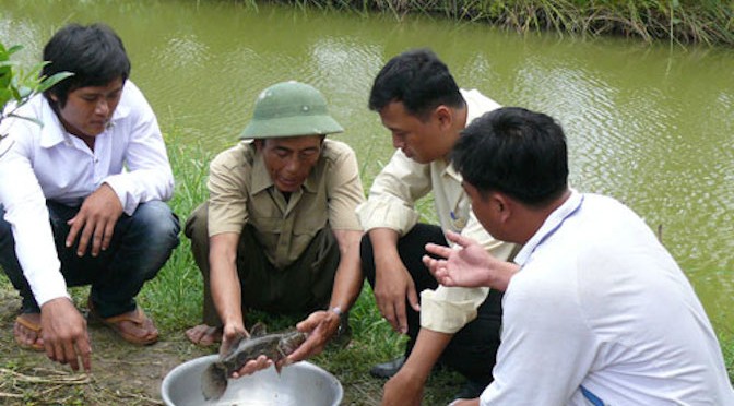 Nuôi cá bống tượng giá bán cao