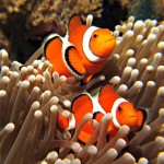 Cá hề ‘Nemo’ có thói quen di trú xa nhà