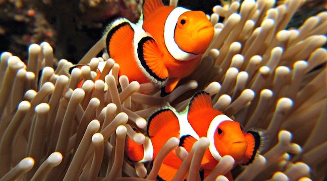 Cá hề ‘Nemo’ có thói quen di trú xa nhà