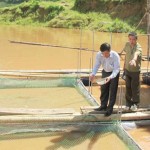 Giàu nhanh do nuôi cá lồng bè