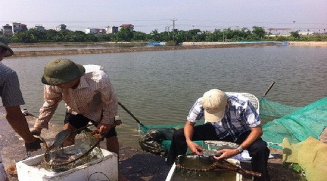 Sản xuất thành công giống cá rô phi đơn tính đực bằng phương pháp lai xa