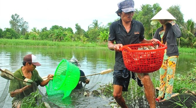 Triển vọng mô hình ương cá sặc bổi