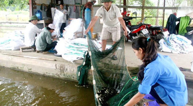 Các mô hình thủy sản mang nguồn lợi cho dân