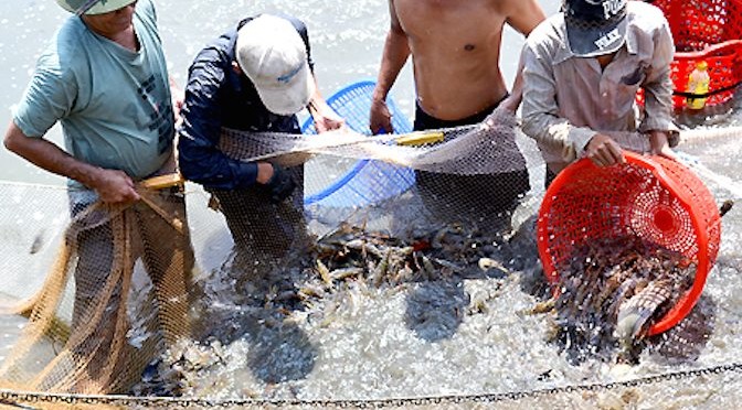 Để tôm càng xanh ngày càng mạnh