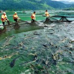 Định hướng phát triển cá nước lạnh Việt Nam đến năm 2020