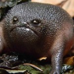 Loài ếch “quái vật” có vẻ mặt và thân hình cực kỳ đáng sợ