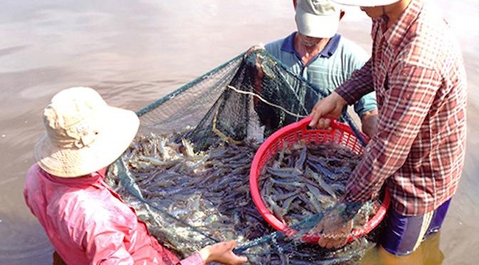 Hiệu quả cao nhờ nuôi tôm “sạch”